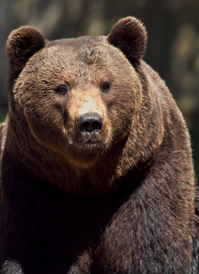 Bear