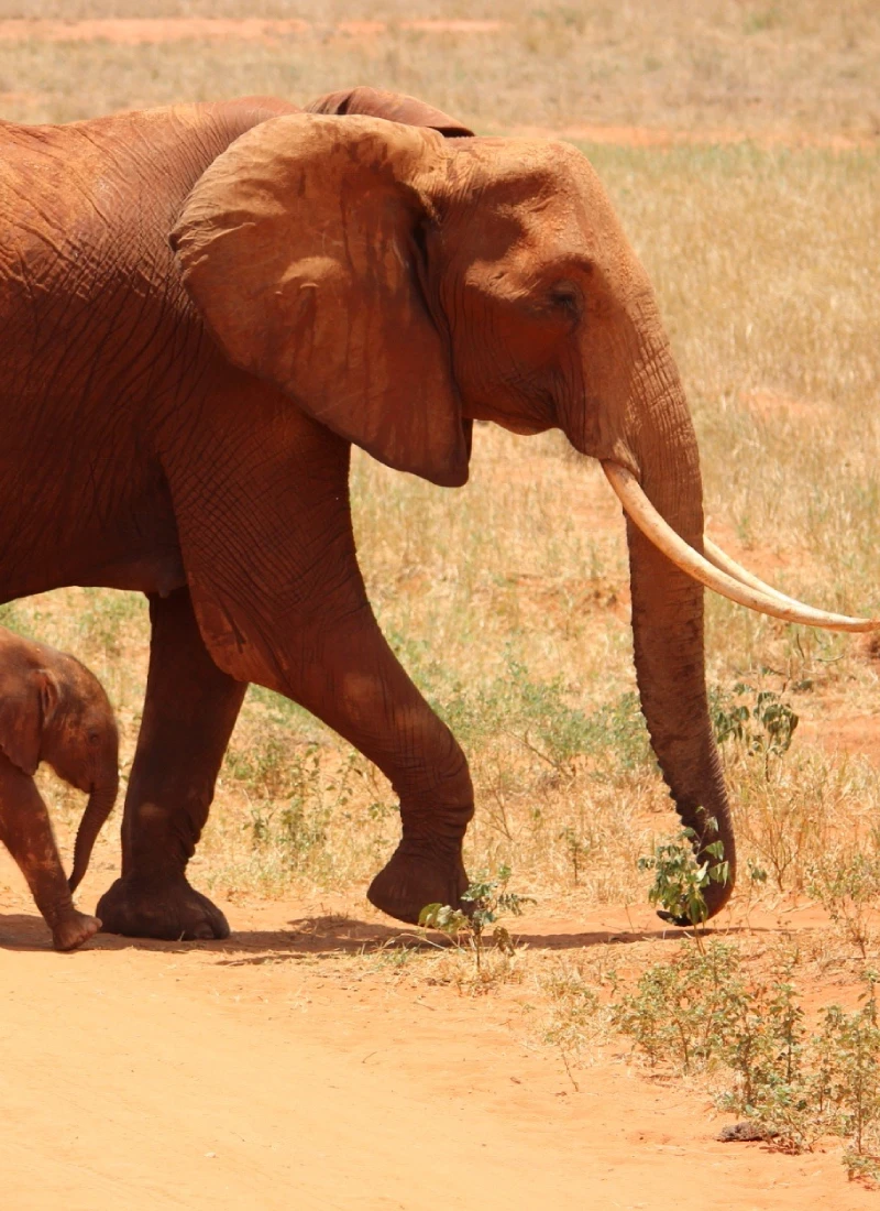 Elephant