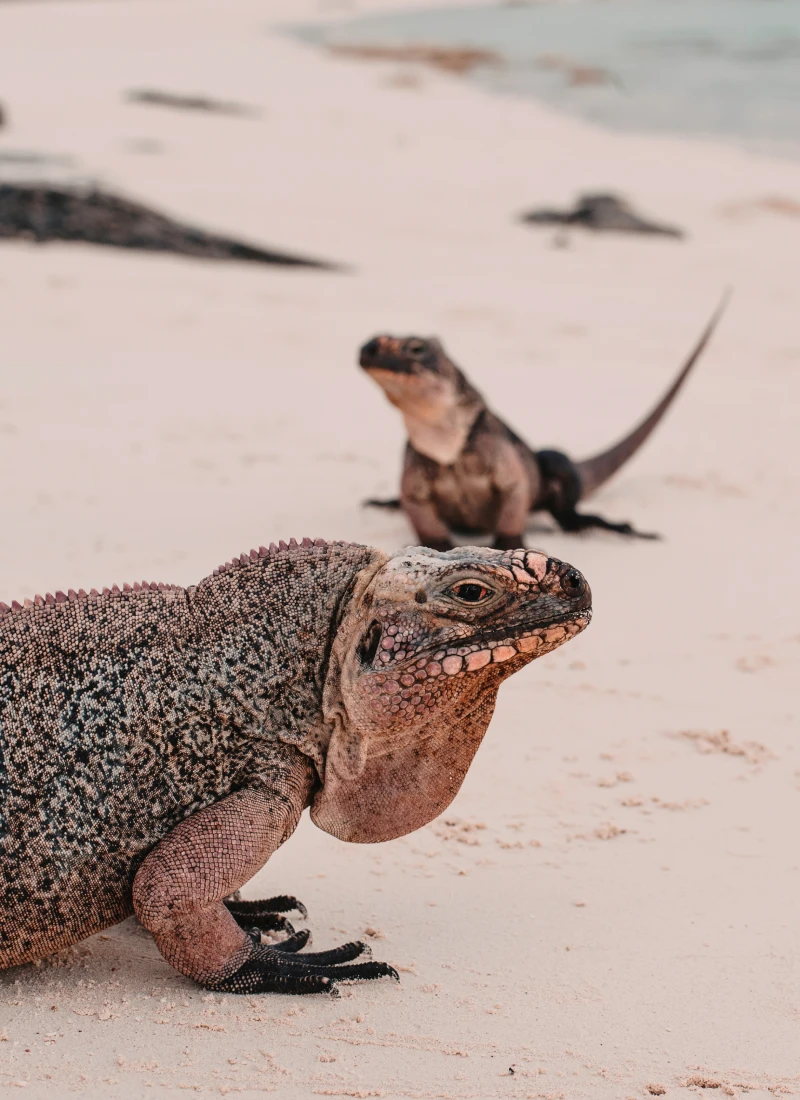 Lizard