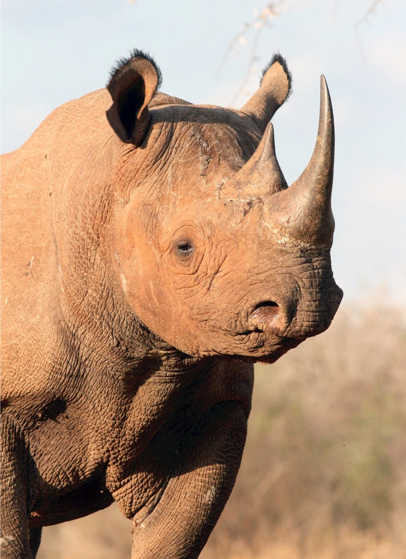 Rhino