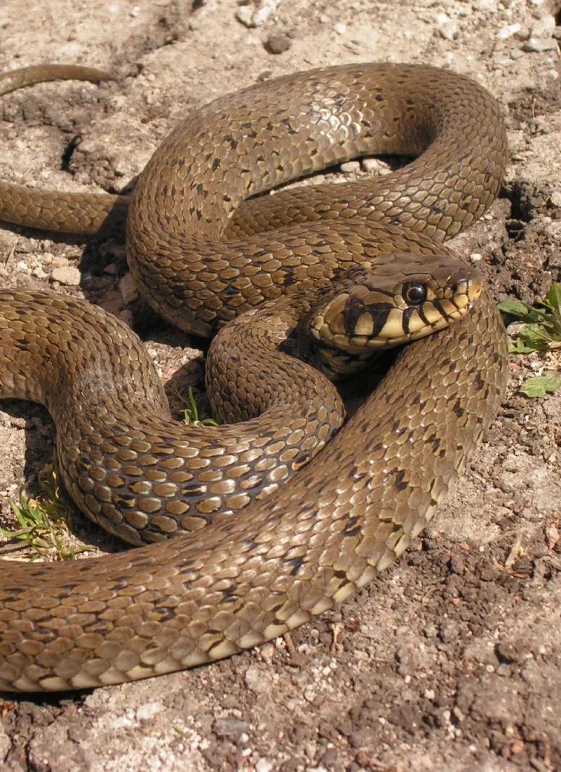 Snake